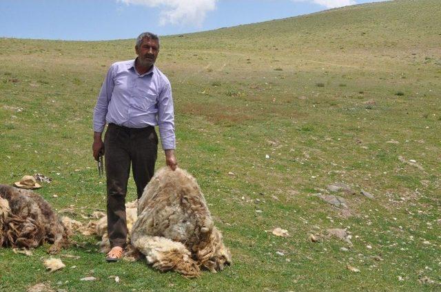 Muş’ta Koyunlar Kırkılıyor