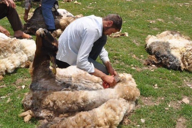 Muş’ta Koyunlar Kırkılıyor