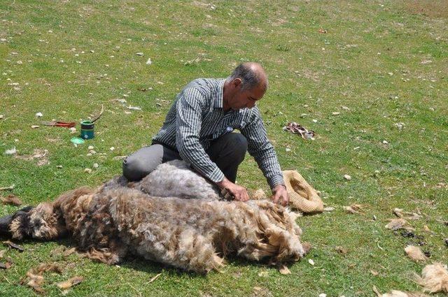 Muş’ta Koyunlar Kırkılıyor