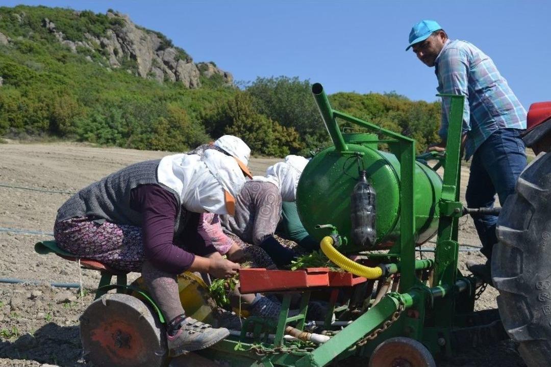 (&ouml;zel Haber) T&uuml;t&uuml;n &Uuml;reticisi Dertli