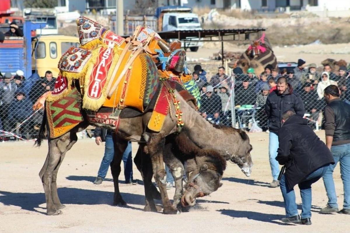 Ayvalık 4. Geleneksel B&uuml;y&uuml;kşehir Belediyesi Deve G&uuml;reşi Festivali &rsquo;ne Hazırlanıyor