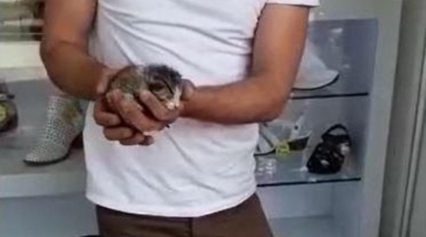 Duvar Kaplamada Mahsur Kalan Yeni Doğmuş Kediyi Esnaf Kurtardı