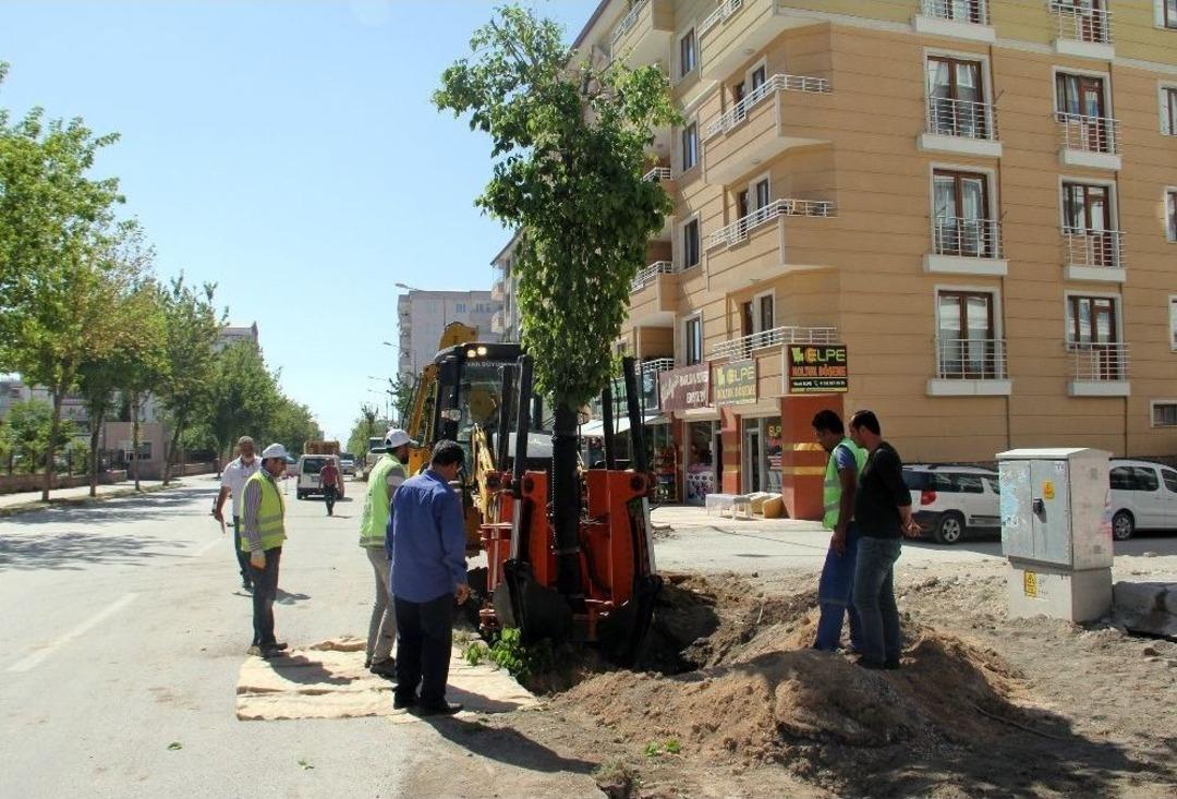 Van B&uuml;y&uuml;kşehir İskele Caddesindeki Ağa&ccedil;ları Kent Ormanına Taşıyor