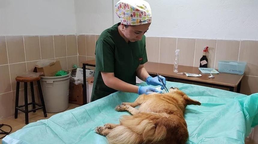 Yaralı K&ouml;peğe Belediye Ekipleri Sahip &Ccedil;ıktı