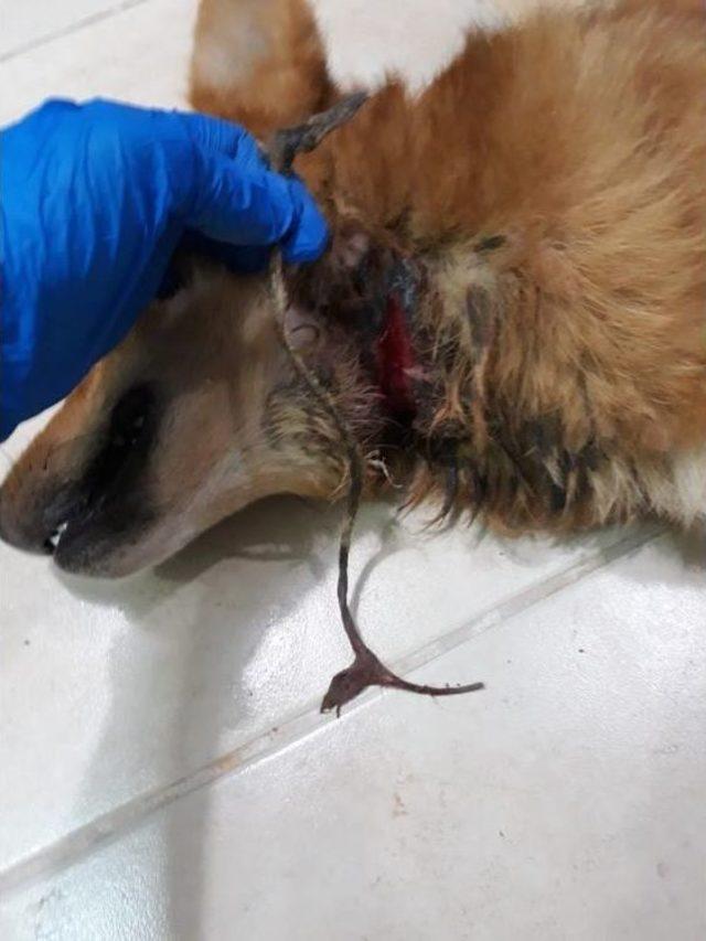 Yaralı Köpeğe Belediye Ekipleri Sahip Çıktı