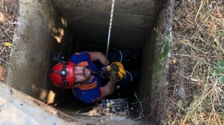 Kuyuya Düşen Yavru Kedi İçin Seferber Oldular