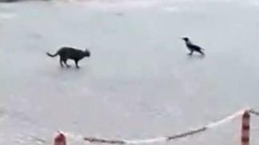 &lsquo;oğlum Bak Git&rsquo; Kedi Ve Karga Versiyonu