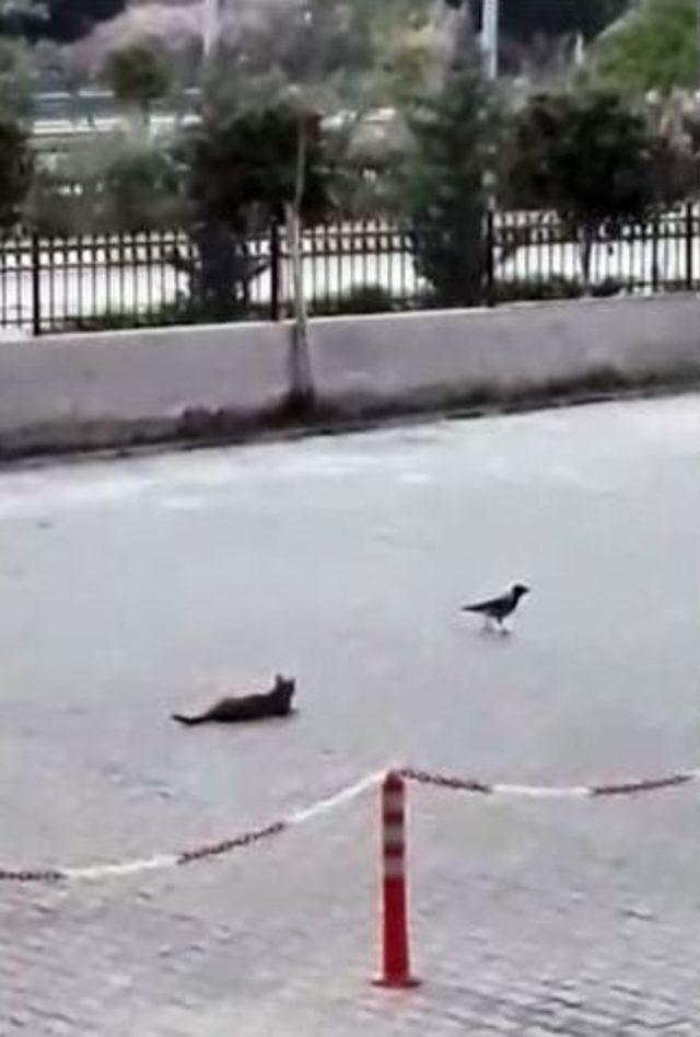 ‘oğlum Bak Git’ Kedi Ve Karga Versiyonu