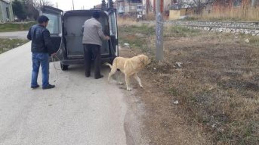Kısırlaştırılan Sokak Hayvanları Mikroçiplerle De Takip Ediliyor