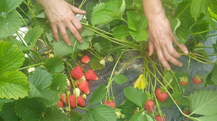 Kars&rsquo;ta &Ccedil;ilek Yetiştiriciliği