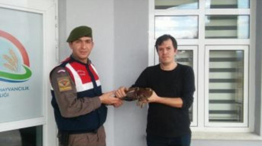 Avcıların Bulduğu Yaralı Doğan Jandarmaya Teslim Edildi