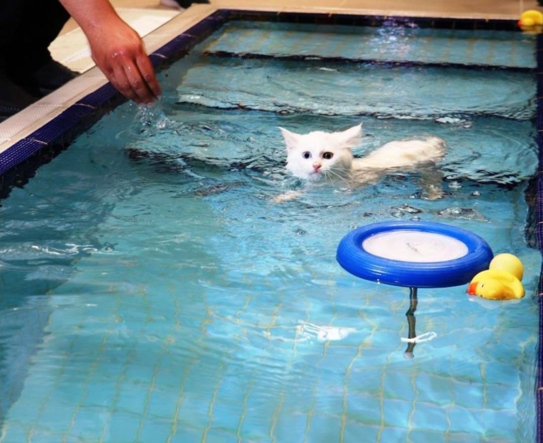 Van Kedileri Artık Y&uuml;zebilecek