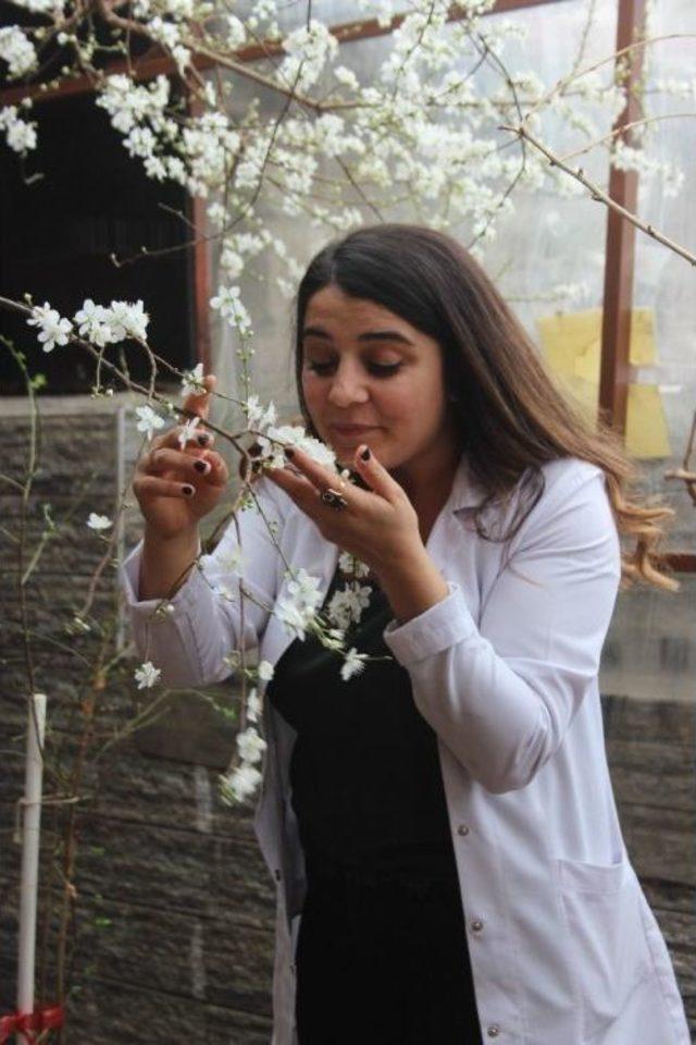 Erzincan&rsquo;da Ağa&ccedil;lar &Ccedil;i&ccedil;ek A&ccedil;tı 1