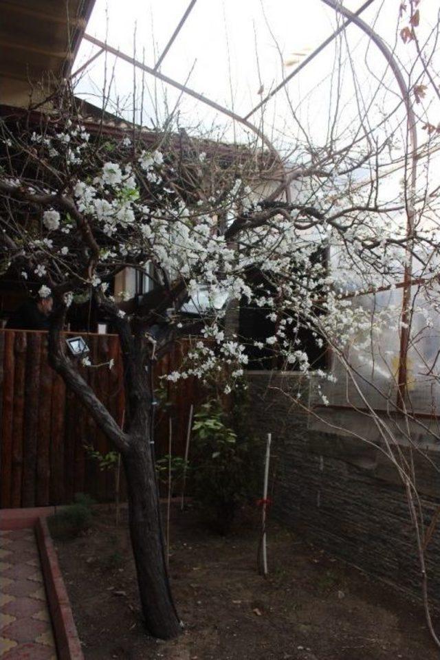 Erzincan&rsquo;da Ağa&ccedil;lar &Ccedil;i&ccedil;ek A&ccedil;tı 2