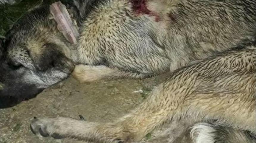 Kul&uuml;besinde Bağlı Hamile &Ccedil;oban K&ouml;peği Vurularak &Ouml;ld&uuml;r&uuml;ld&uuml;
