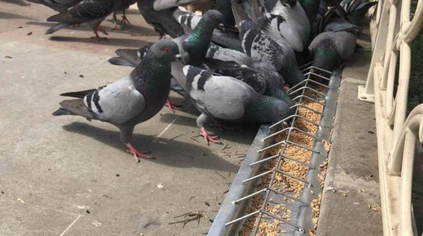 Görele Belediyesi’nden Örnek Proje