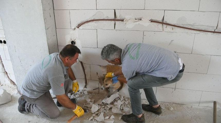 Sıkışan Yavru K&ouml;pek İ&ccedil;in Duvarı Deldiler