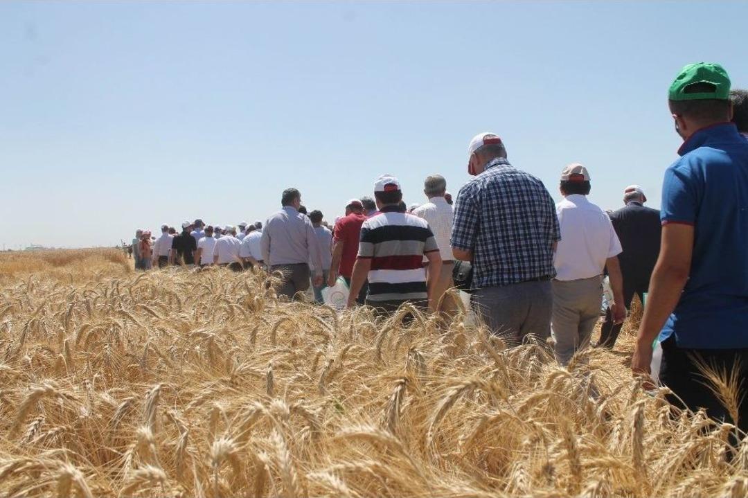 Konya&rsquo;da Tarla G&uuml;n&uuml; Etkinliği