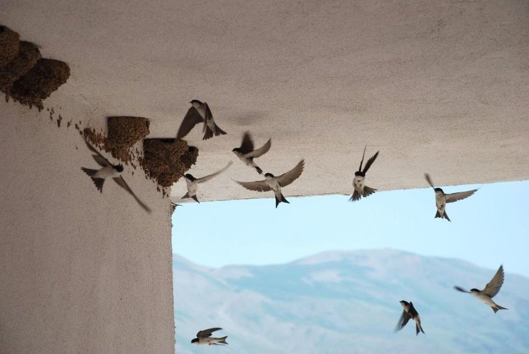 Toki Kırlangı&ccedil;ların U&ccedil;masını Bekliyor