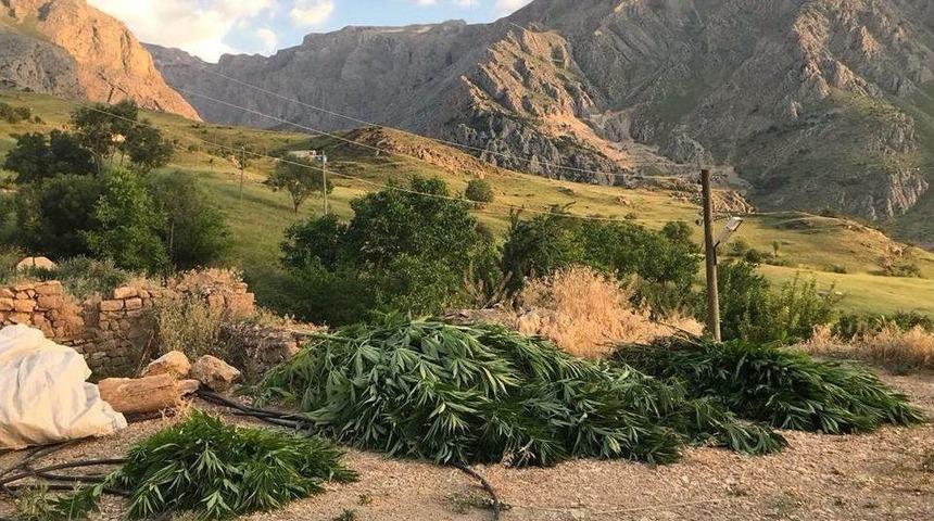 Erzincan&rsquo;da Kubar Esrar Ve 432 K&ouml;k Kenevir Bitkisi Ele Ge&ccedil;irildi