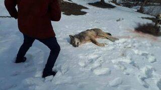Ağrı’da Köye İnen Kurt Köpekler Tarafından Parçalandı
