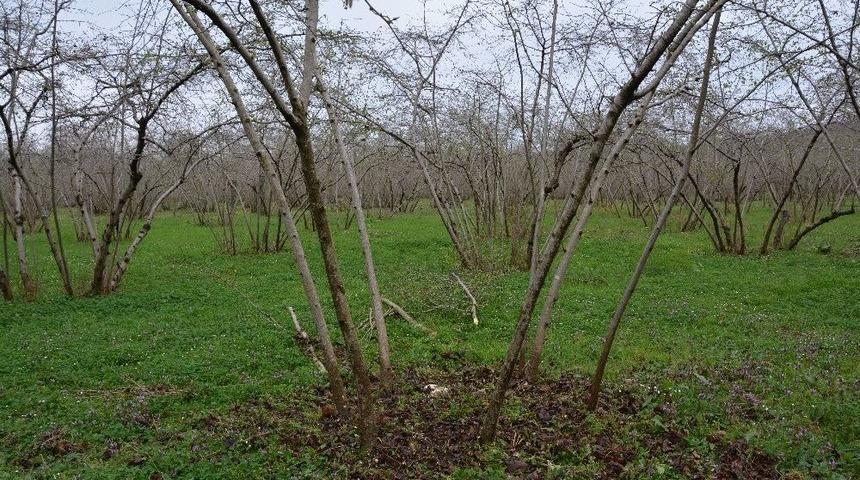 Ordu&rsquo;da &Ouml;rnek Fındık Bah&ccedil;eleri İle Verim 4 Kat Arttı