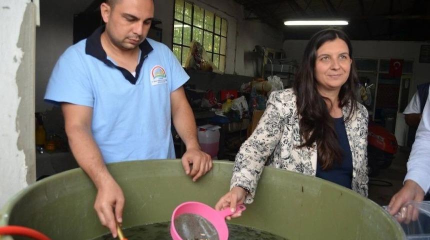 Sazan Yavruları G&ouml;l Ve G&ouml;letlere Bırakıldı