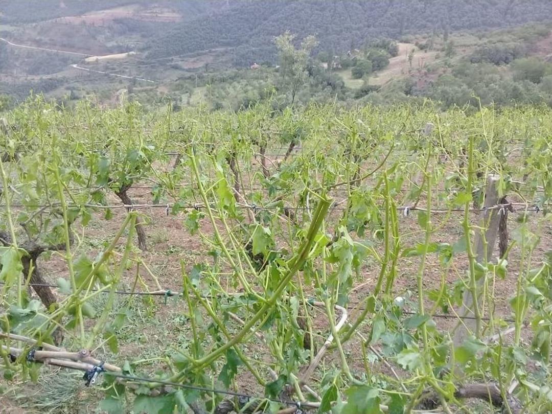 Alaşehir&rsquo;de Dolu Ekili Arazileri Vurdu