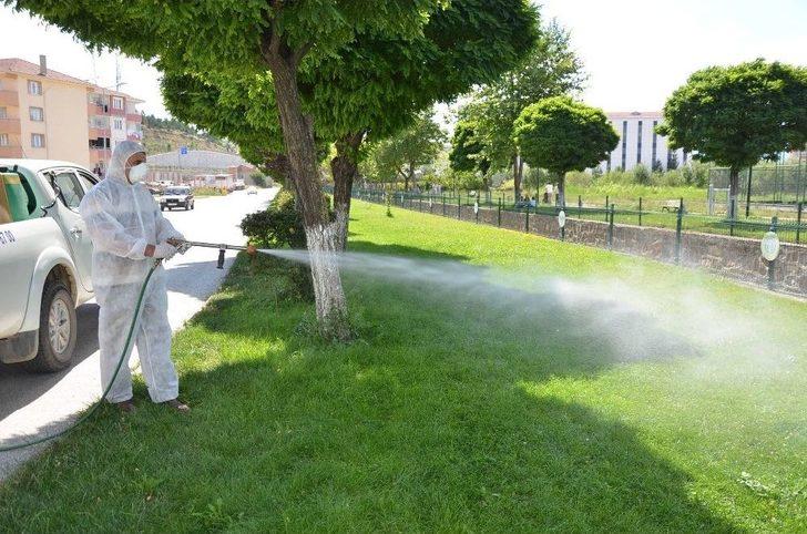 Et Yiyen Örümceğe Karşı Alarma Geçildi G4