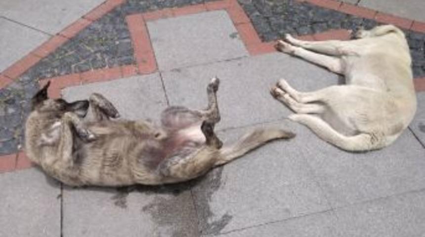 Böyle Keyif Görülmedi