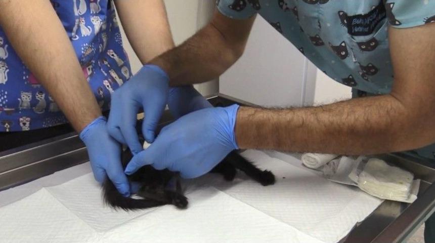 Yavru Kedilere Vahşet