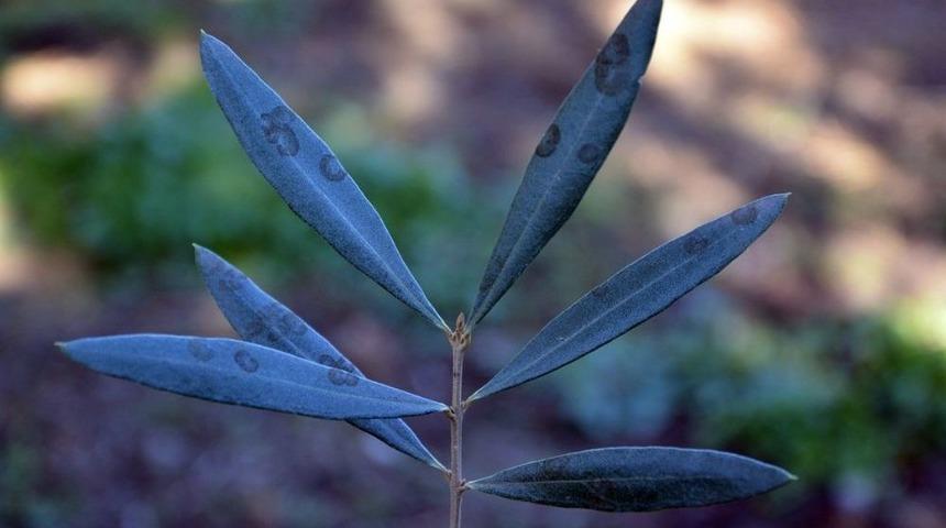Aydınlı Zeytin &Uuml;reticileri Halkalı Leke Hastalığına Karşı Uyarıldı