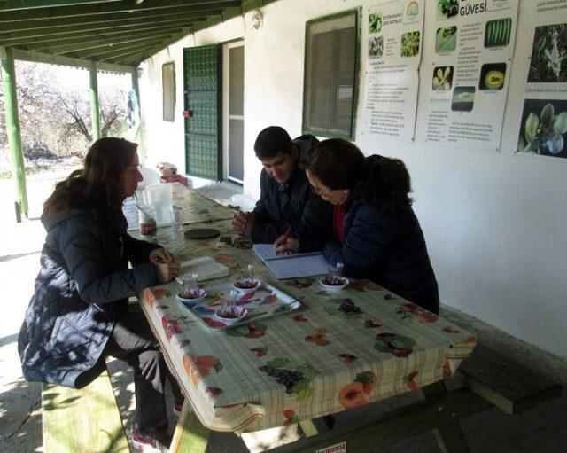 Aydınlı Zeytin Üreticileri Halkalı Leke Hastalığına Karşı Uyarıldı