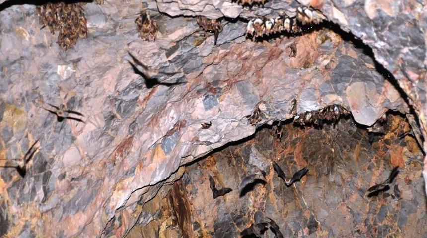 Orman Ve Su İşleri Bakanlığı Yarasalar İ&ccedil;in Suni Mağara Yaptı