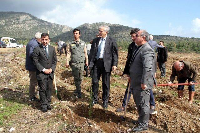 Datça’da Geçen Yıl Yanan Alanlar Afrin Şehitleri Anısına Yeniden Ağaçlandırıldı