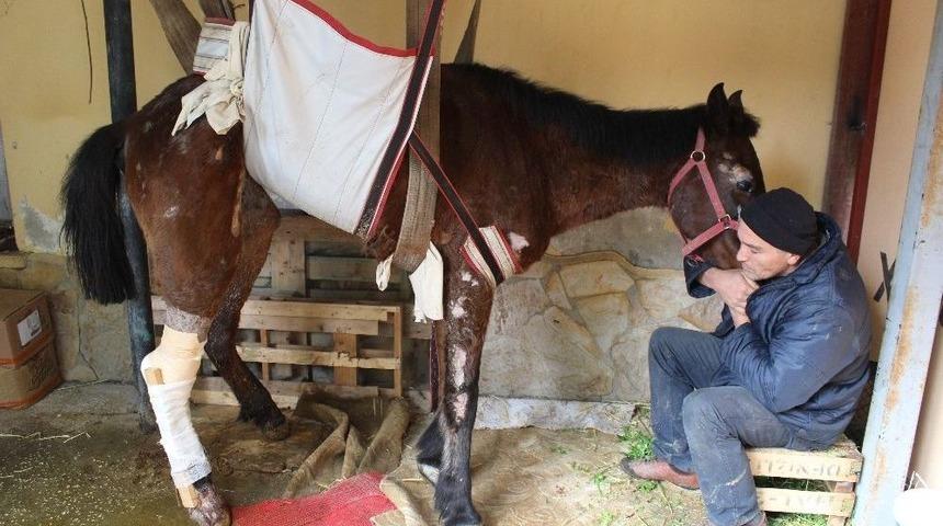 &Ouml;l&uuml;me Terk Edilen At Aydın&rsquo;da Ameliyat Edildi