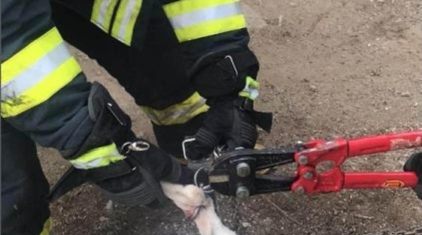 Bacağına Kanca Dolanan Köpeği İtfaiye Kurtardı