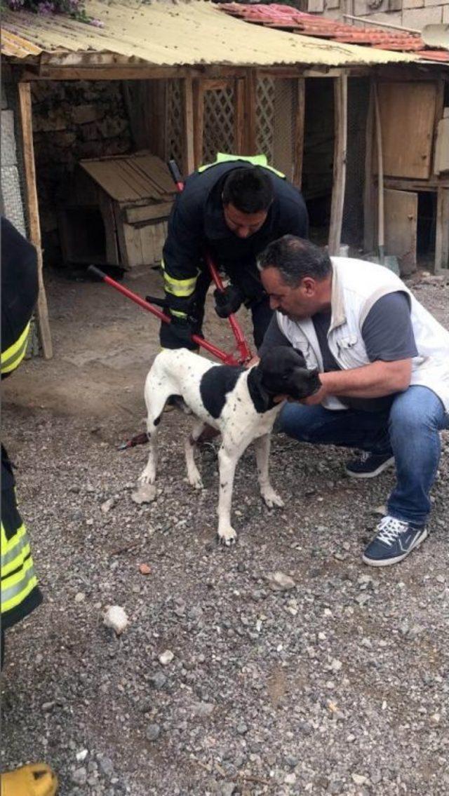 Bacağına Kanca Dolanan Köpeği İtfaiye Kurtardı