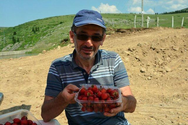 Yayla Çileklerine Büyük İlgi