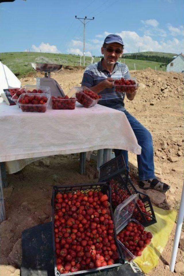 Yayla Çileklerine Büyük İlgi