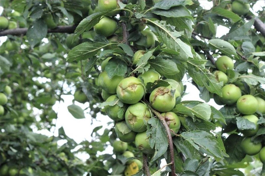 Ceviz B&uuml;y&uuml;kl&uuml;ğ&uuml;nde Dolu Yağdı, Binlerce Ton Meyve Zarar G&ouml;rd&uuml;