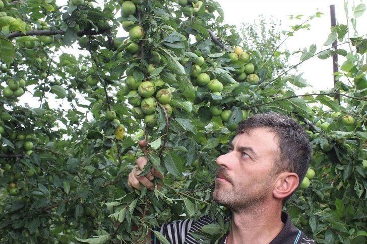 Ceviz Büyüklüğünde Dolu Yağdı, Binlerce Ton Meyve Zarar Gördü G1