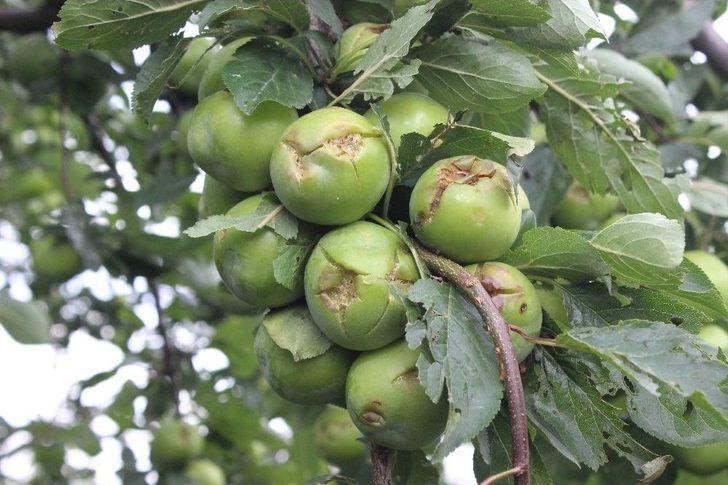 Ceviz Büyüklüğünde Dolu Yağdı, Binlerce Ton Meyve Zarar Gördü G2