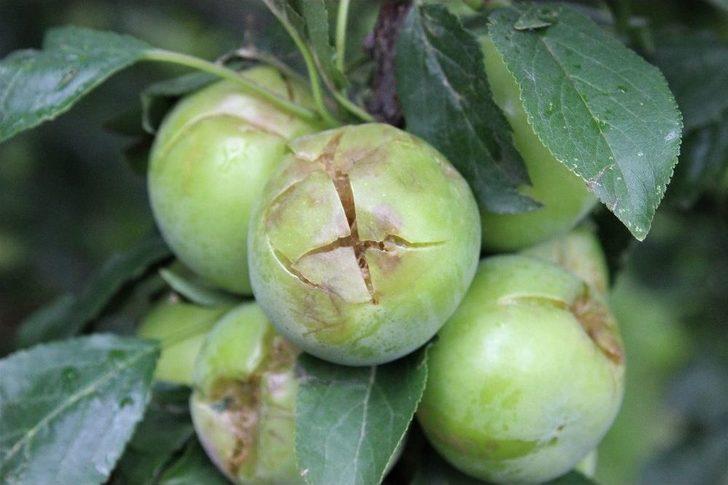 Ceviz Büyüklüğünde Dolu Yağdı, Binlerce Ton Meyve Zarar Gördü G3