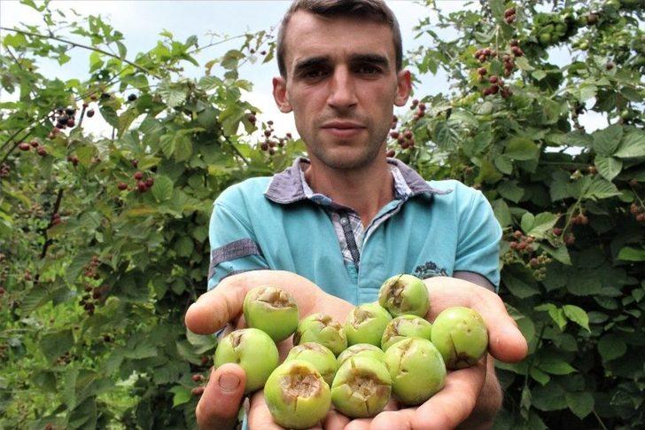 Ceviz Büyüklüğünde Dolu Yağdı, Binlerce Ton Meyve Zarar Gördü G4