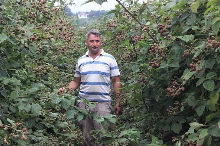 Ceviz Büyüklüğünde Dolu Yağdı, Binlerce Ton Meyve Zarar Gördü G5