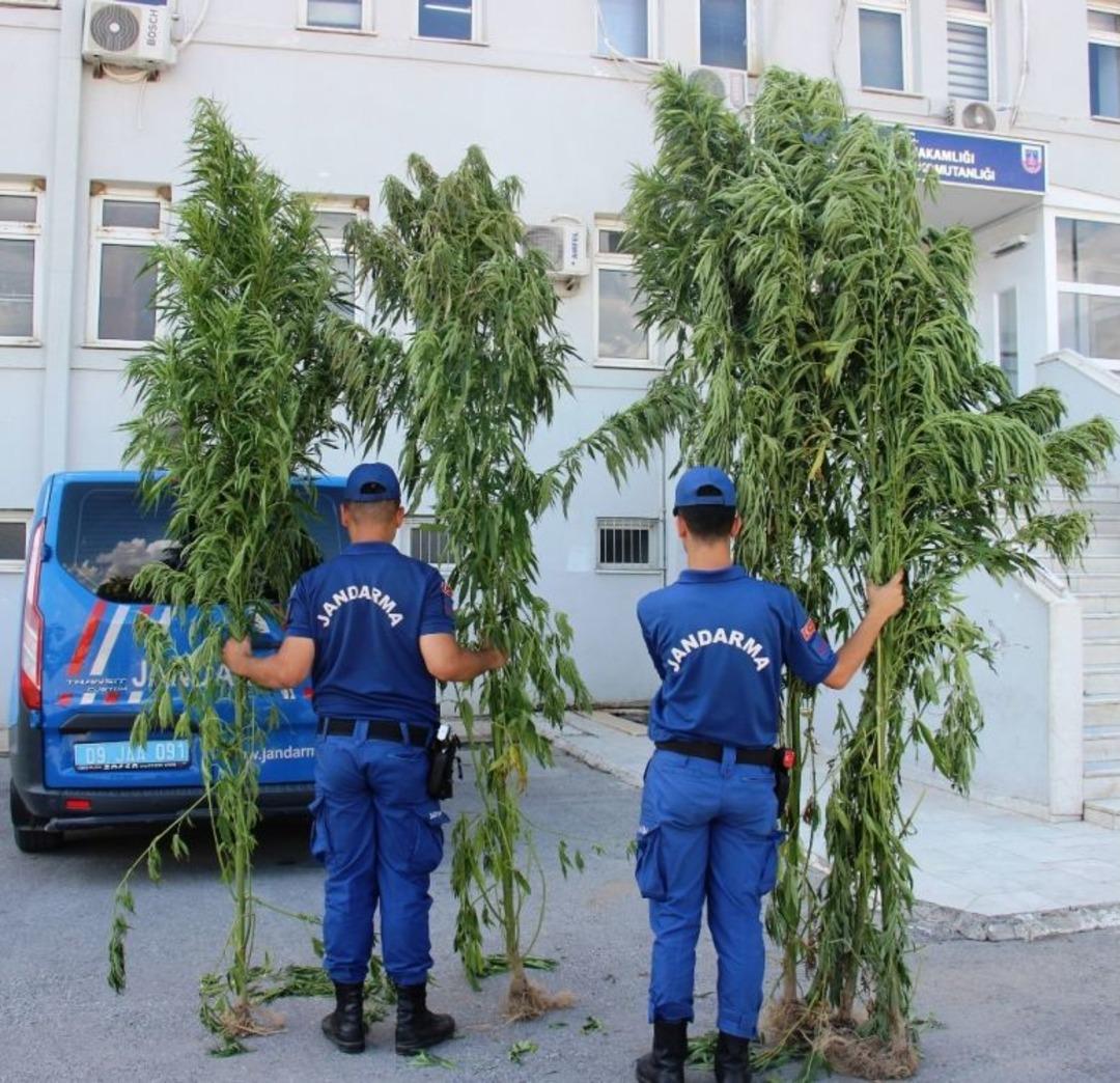 4 Metrelik Kenevirleri G&ouml;ren G&ouml;zlerine İnanamadı