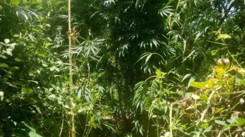 Ormandaki Hortumu Takip Eden Jandarma İki Kenevir Tarlasını Ortaya &Ccedil;ıkardı