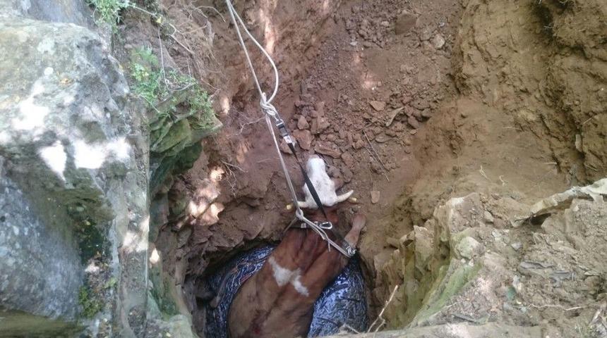 Su Kuyusuna D&uuml;şen İneği Afad Ekipleri Kurtardı