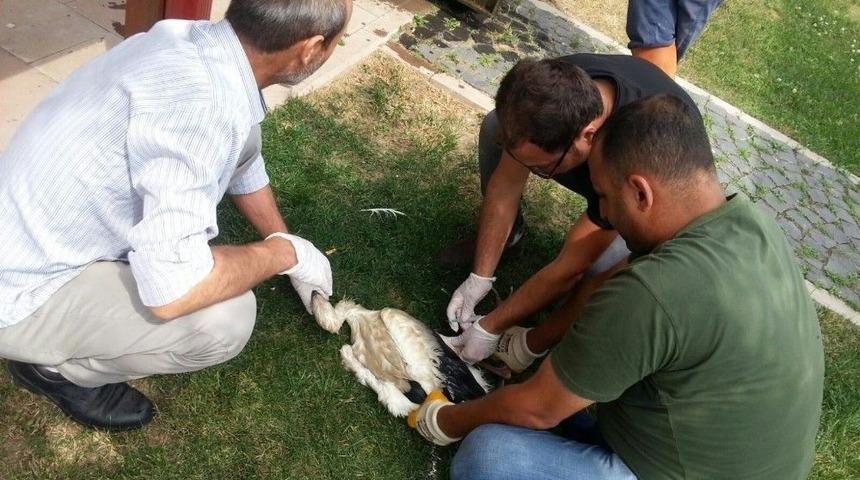 Zabıtadan Leylek Kurtarma Operasyonu